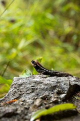 Oriental garden lizard resting on rock in tropical forest