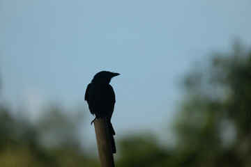 A black drongo (Dicrurus macrocercus) perched on a stick against a serene twilight sky.