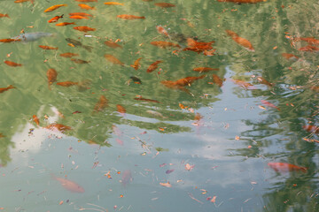 A clear pond with colorful koi fish, mostly orange, red, and white, swimming gracefully. Lily pads...