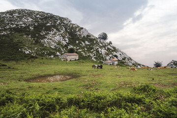 Peaceful rural mountain meadow with grazing cows and horses near old stone cottages, surrounded by rocky slopes and green grass under a cloudy sky