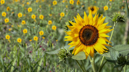Obraz premium Sunflower flower large