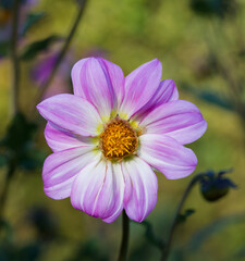 Beautiful close-up of a pink dahlia