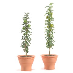 Obraz premium Two young fruit trees in terracotta pots.