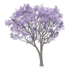 Obraz premium Blooming tree with vibrant purple flowers.