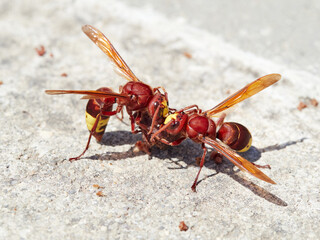 An oriental wasp eating cat food on the streetOriental Hornet (Vespa orientalis). 
