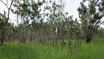 plants on swamps and peatlands