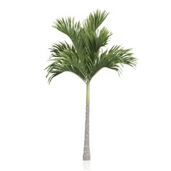 Fototapeta premium Elegant solitary palm tree on white background.