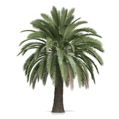 Obraz premium Serene palm tree against a white backdrop.