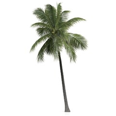 Obraz premium Tall tropical palm tree on white background