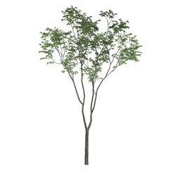 Obraz premium Slim tree with delicate green leaves on a white background.