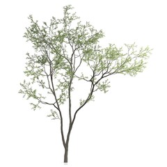 Tall, slender tree with light green leaves