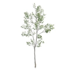 Obraz premium Tall green tree with sparse leaves on a white background.