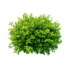 Obraz premium Green bush shrub plant isolated on transparent background