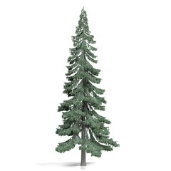 Fototapeta premium Tall evergreen tree in isolated setting
