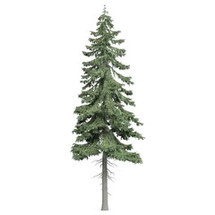 Tall evergreen tree on a white background.