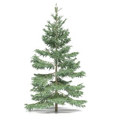 Lush evergreen tree with layered branches