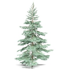 Tall evergreen tree on a white background.