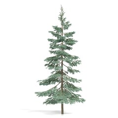 Tall evergreen tree against white background