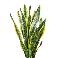 Sansevieria plant with yellow edges isolated on transparent background