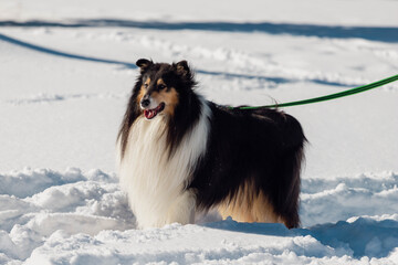 Tricolor rough collie dog on a walk in snowy winter weather. Portrait of a beautiful fluffy dog in nature.