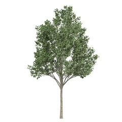 Fototapeta premium Lush green tree in full foliage