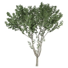 Obraz premium Lush green tree with dense foliage on white background