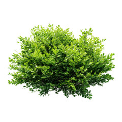 Fototapeta premium Green bush plant foliage isolated on transparent background