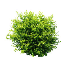 Fototapeta premium Green bush with small leaves isolated on transparent background