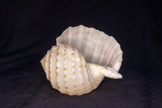Tonna dolium , Spotted Tun Seashell ,  Large Marine Gastropod Conch Shell on Black Background
