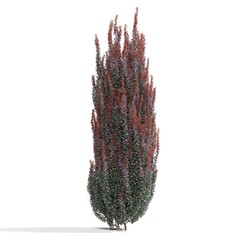 Vibrant evergreen plant with red and purple hues