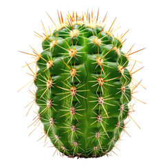 Fototapeta premium and keyword list based on the image.. Round Cactus with Spikes Isolated on Plain Background, Desert Plant Close-Up