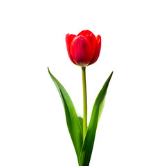 Fototapeta premium Single Red Tulip on White Textured Surface in Sunlight on White Background ,PNG.AI Generated.