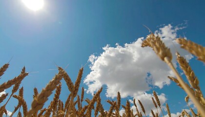 Golden wheat field against a vibrant blue sky