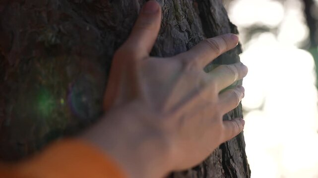 Hand touching tree trunk gently close up of palm and ring on bark with sunlight filtering through branches nature texture and rough bark visible touch and connection with tree and nature intimate