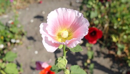 Close-up of a delicate pink flower.