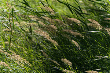 Summer meadow of bright green grass