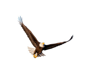 American bald eagle