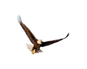 American bald eagle