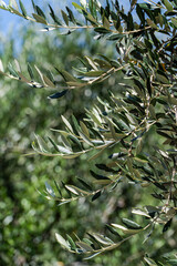 Green leaves of olive tree