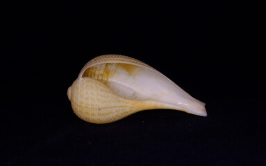 Ficus gracilis Spotted Fig Shell ,Marine Gastropod Mollusk Shell on Black Background