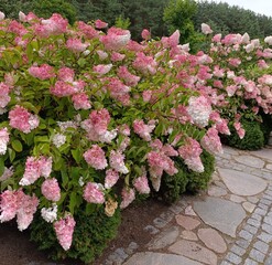 panicle hydrangea Vanilla Fraise, beautiful landscape design,
