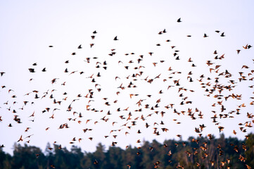 A poetic series of bird photography capturing the grace and freedom of flight