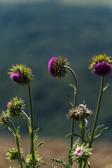 National flower of Scotland - Thristle