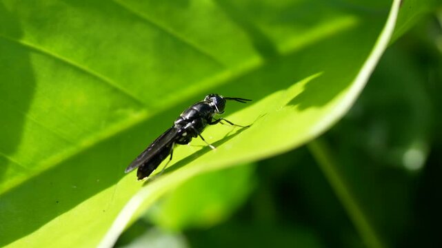 Black Soldier Fly Macro Close-Up on Natural Background