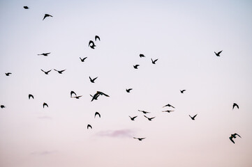 A poetic series of bird photography capturing the grace and freedom of flight