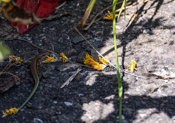 Cute tine lizard in the wild nature