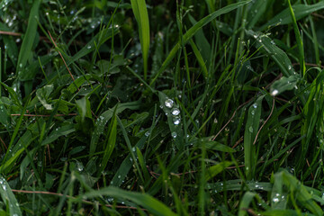 Dew on the grass after the rain