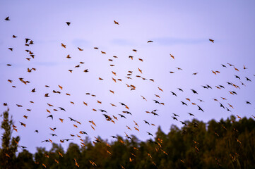 A poetic series of bird photography capturing the grace and freedom of flight