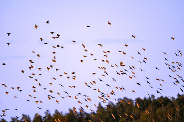 A poetic series of bird photography capturing the grace and freedom of flight