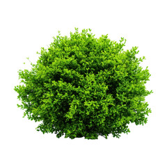 Obraz premium Green bush plant, topiary isolated on transparent background